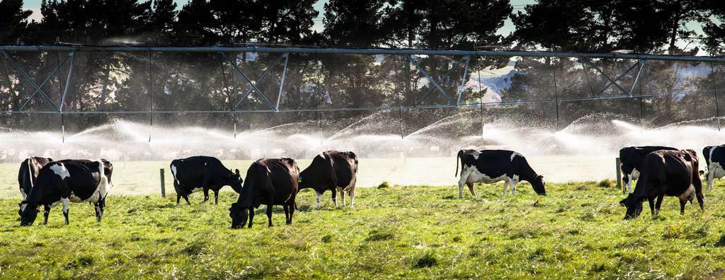 Dairy Industry