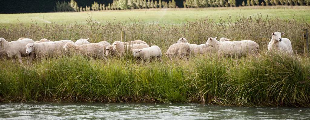 Pastoral Farming